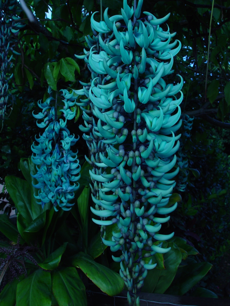 In the yard - green jade vine