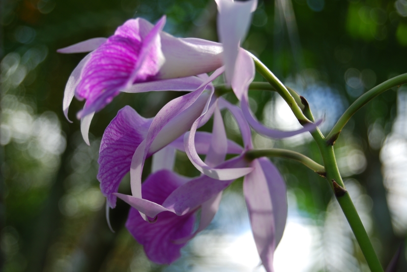 In the yard, Purple Orchid