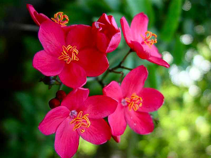 In the yard, Jatropha tree