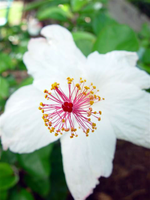 In the yard - native white hibiscus