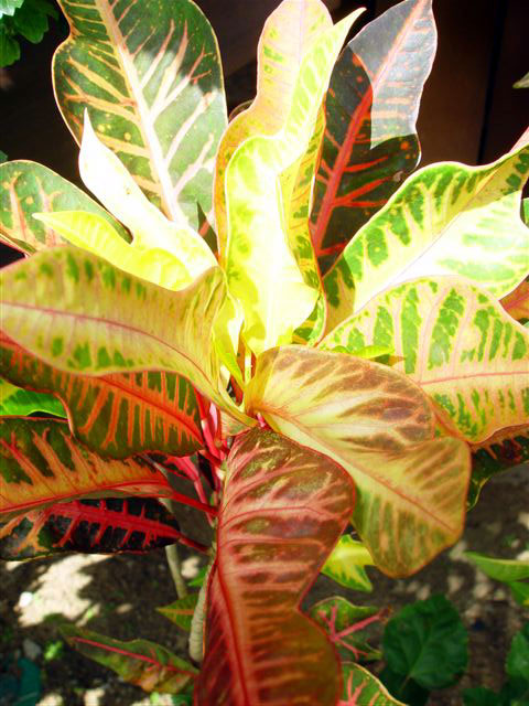 In the yard - colorful croton