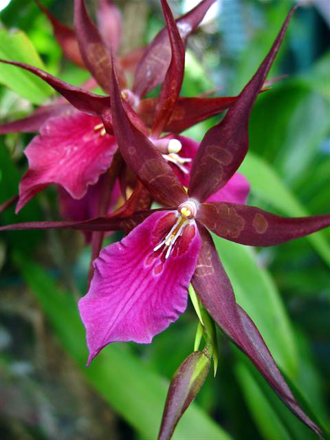 In the yard - exotic orchid