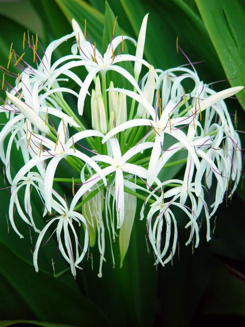 In the yard - fragrant spider lily