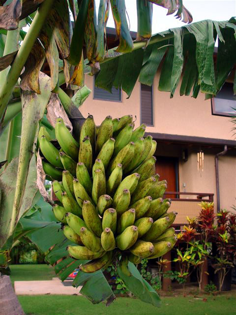 In the yard - bananas