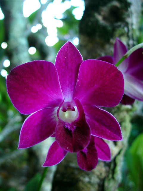 In the yard - purple orchid