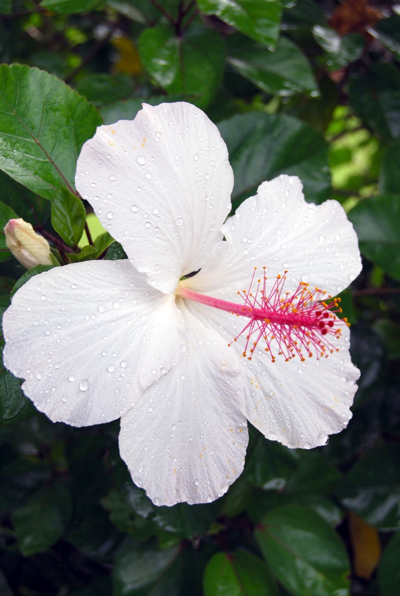 In the yard - native white hibiscus