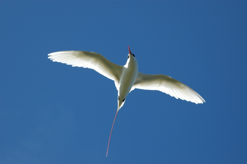 Book your flight! Come and enjoy our cozy cottage and all the beauty Kauai has to offer