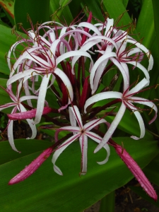 In the yard - fragrant spider lily