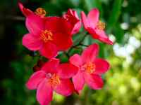 In the yard - Tropical Flowers